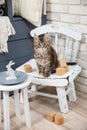 Grey kitten sitting on a chairA little gray Maine Coon kitten sits on a vintage baby chair. Scandi style Easter Royalty Free Stock Photo