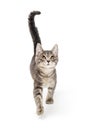 Grey Kitten Walking Forward Looking Up Royalty Free Stock Photo
