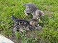 Grey kittes playing Royalty Free Stock Photo