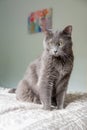 Grey Kitty on the Bed