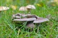 grey knight mushroom (tricholoma terreum) in grass