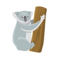 Grey koala bear isolated on wood branch australian marsupial animal that eat only eucalyptus vector.