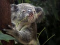 Koala in a Gum Tree Eating Bush Tucker Royalty Free Stock Photo