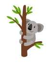 Grey koala on tree