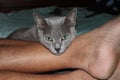 Grey Korat cat with green eyes Royalty Free Stock Photo