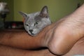 Grey Korat cat with green eyes Royalty Free Stock Photo