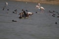 Grey lag geese and flamingos