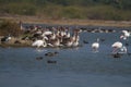 Grey lag geese and flamingos