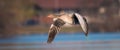 Grey lag goose in flight Royalty Free Stock Photo