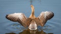 Grey lag goose showing wings Royalty Free Stock Photo