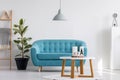 Lamp above white wooden coffee table next to blue elegant couch in bright living room interior with plant in black pot and