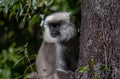 Grey langur behind a tree Royalty Free Stock Photo