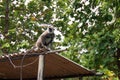 Grey Langur Female Monkey in Wilpattu National Park in Sri Lanka