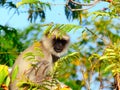 Grey Langur in his Tree Royalty Free Stock Photo