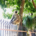 Grey langur monkey on fence in Rishikesh