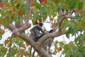 Gray langur or Semnopithecus priam thersites sits on tree Royalty Free Stock Photo