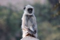 Grey Langur (Semnopithecus Schistaceus) Royalty Free Stock Photo