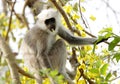 Grey langur sitting on a tree Royalty Free Stock Photo