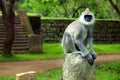 Grey langurs monkeys