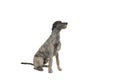 Grey large Irish wolfhound dog sitting sideways isolated on a white background Royalty Free Stock Photo