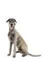 Grey large Irish wolfhound dog sitting sideways looking at camera isolated on a white background