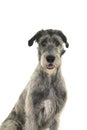 Grey large Irish wolfhound dog sitting sideways looking at camera isolated on a white background Royalty Free Stock Photo