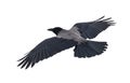 Grey large isolated crow flight