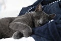 Grey lazy russian blue cat lying on a white and blue bed sleeping Royalty Free Stock Photo