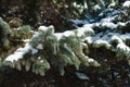 Grey leafage of Picea pungens with snow and icicles