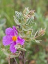 Grey-leaved Cistus plant with Checkered Beetle