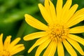 Grey leaved euryops flower background Royalty Free Stock Photo