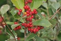 Grey-leaved Whitebeam Berries