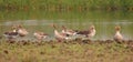 Grey leg goose Royalty Free Stock Photo