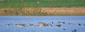 Grey leg goose family Royalty Free Stock Photo