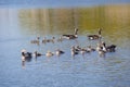 Grey legged goose family swims in water Denmark spring season - Anser anser Royalty Free Stock Photo