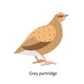 Grey-legged Partridge Profile. Perdix, English Bird. Hun With Brown Plumage. Rotund Gamebird, Forest Fauna. Flat Vector