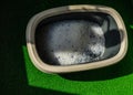 Cat litter box with silicone granules on green artificial grass