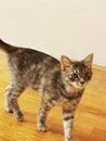 Grey little kitty cat walking Royalty Free Stock Photo