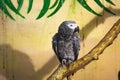 Grey little parrot on a branch Royalty Free Stock Photo