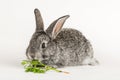 Grey little rabbit bites a carrot on a white background Royalty Free Stock Photo