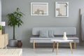 Grey living room interior in real photo with fresh plant, wooden