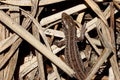 Grey lizard in the dry grass Royalty Free Stock Photo