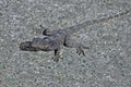 Grey Lizard