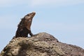 Grey lizard sitting on a stone