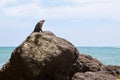 Grey lizard sitting on a stone