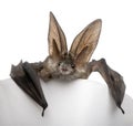 Grey long-eared bat, against white background