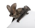Grey long-eared bat, against white background