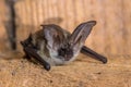 Grey long eared bat