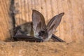 Grey long eared bat Royalty Free Stock Photo