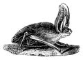 Grey long-eared bat walking ashore, vintage engraving